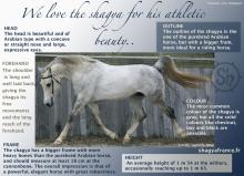 We love the shagya for his athletic beauty