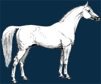 Documento directivo para el juicio del caballo árabe Shagya