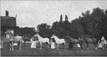 Etalons arabes-shagyas primés à l'Exposition de Paris en 1900