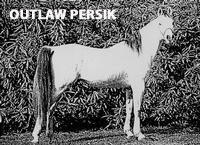 Out Law Persik
